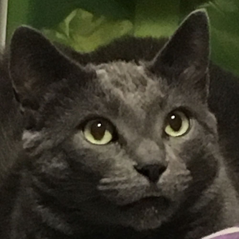 Meet your Posher, Cat